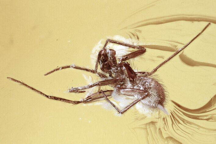 Detailed Fossil Spider (Araneae) In Baltic Amber #310961